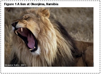 Ein Bild von einem Löwen, dass ich bei Okonjima in Namibia nahmen im Jahr 2001. Das Bild ist die volle Breite der Seite und hat eine Beschriftung darüber, Lesen 'Abbildung 1 Ein Löwe im Okonjima, Namibia'
