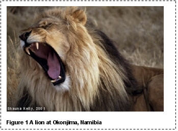 A picture of a lion that I took at Okonjima in Namibia in 2001. The picture is the full width of the page, and has a caption below it, reading 'Figure 1 A lion at Okonjima, Namibia'